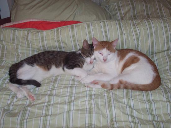 Salem & Milo